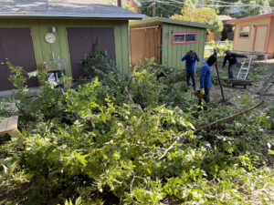 Box Tree Care Emphasizes Comprehensive Tree Care Services for Property Safety