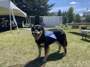Paws & Wings for Peace: Dogs Join The Grand Butterfly Gathering