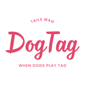 DogTag Dog Daycare Outlines Weekday Hours, Evaluation Process and Boarding Services in Superior, Colorado