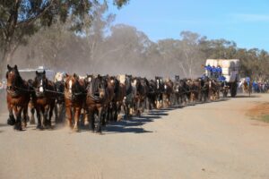 Good Old Days Festival Sets World Record for 62-Horse Waggon Pull in Australia