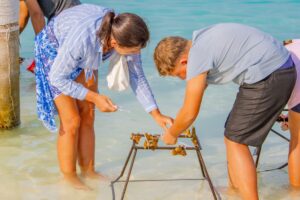 Cinnamon Dhonveli Maldives strengthens reef conservation through coral restoration initiative