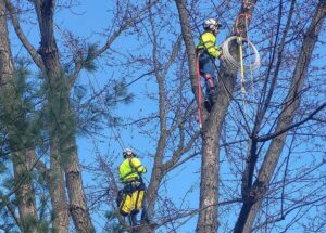 Woodlawn Trees and Tree Care Highlights Decades of Tree Service Excellence in Central Pennsylvania