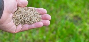 Big Easy Grass Cutting Adds Overseeding Service to Address Turf Thinning, Bare Patches, and Seasonal Lawn Density Loss on Residential and Commercial Properties