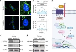 New Molecular Switch that Boosts Tooth Regeneration Discovered